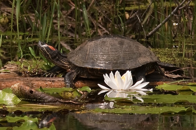 Turtle by a lilly