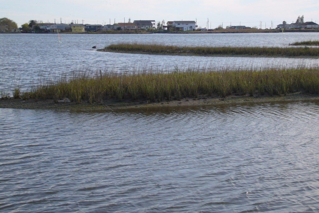 Coastal Wetlands in front of Development