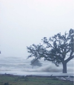 A storm's surge rages onshore. Building debris is seen at the tide line as a coastal oak is buffeted by strong winds.