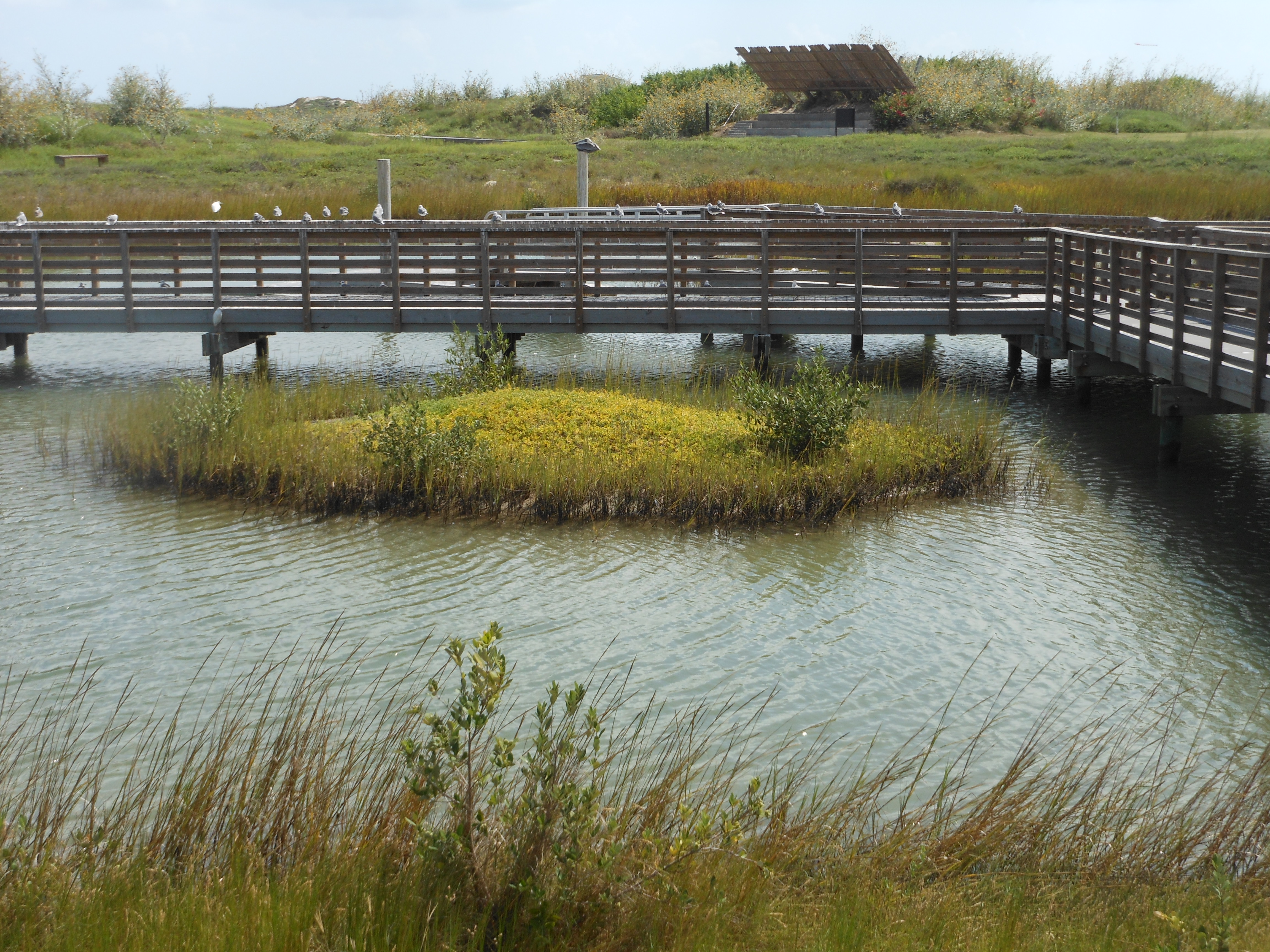 dock with fringe wetlands