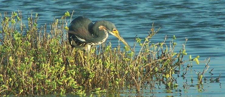 bird in wetlands
