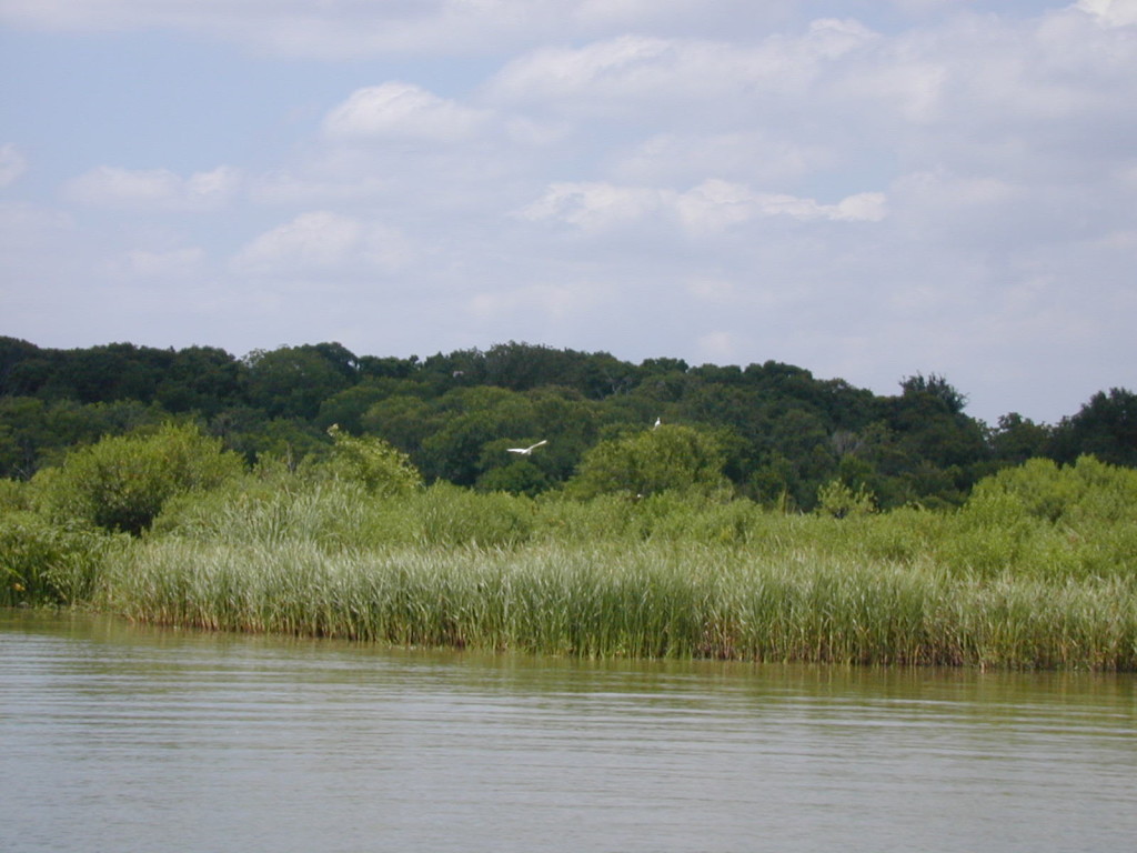 ClearCreek Tidal Fringe Wetlands