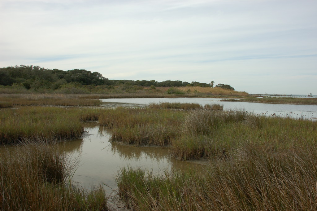 coastal marsh